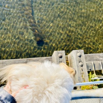 Juanita Beach Park - Baci wants to swim! - Beaches Near Me - Kirkland, Washington