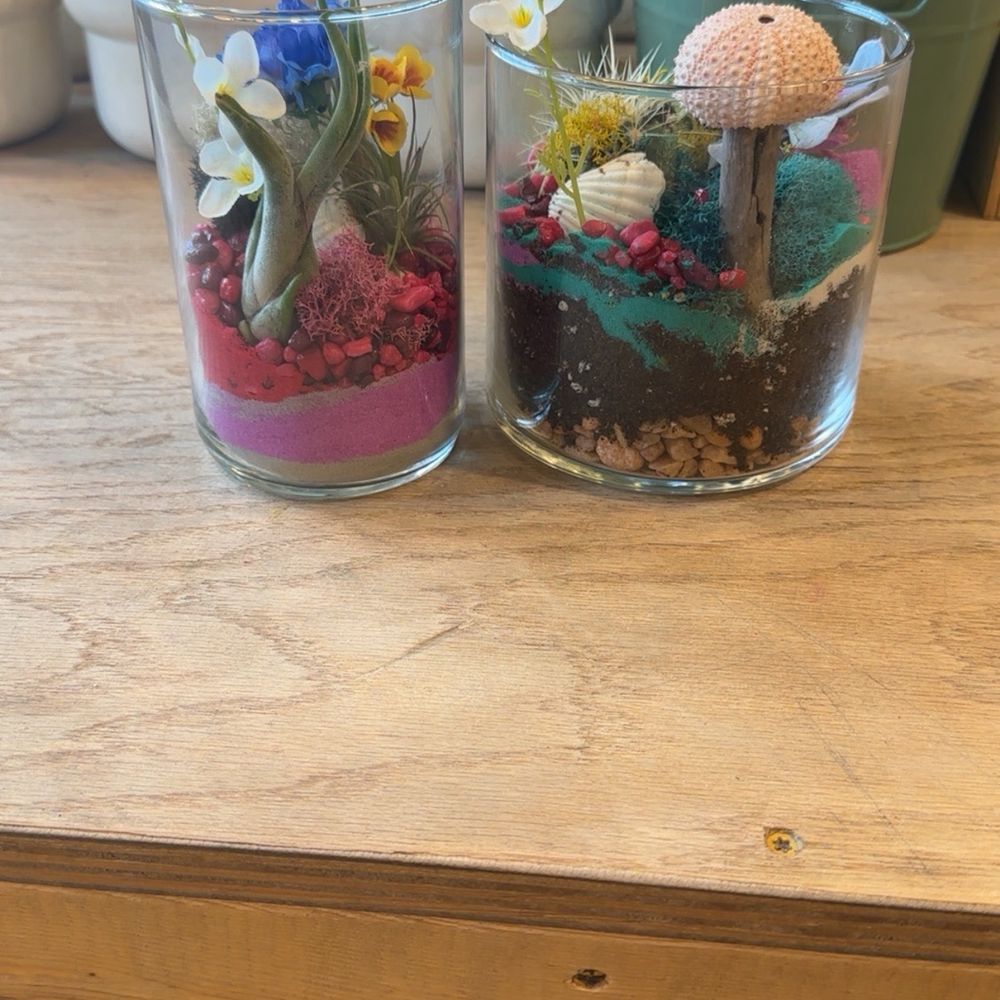 Air plants and Succulents Air plants and Succulents