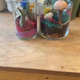 Air plants and Succulents