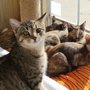 Photo of Cedarside Animal Hospital