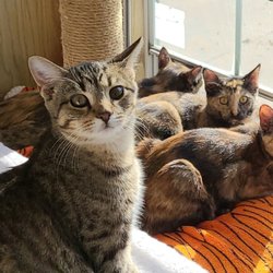 Cedarside Animal Hospital - Happy Cedarside Patients.