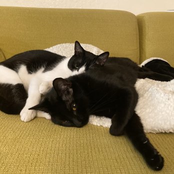 Cat Town - Pugsly (cat town adoptee) and Ratt - Animal Shelters Near Me - Oakland, California Cat Town - Pugsly (cat town adoptee) and Ratt - Animal Shelters Near Me - Oakland, California