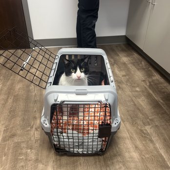 Cats Only Veterinary Clinic - Veterinarians Near Me - Columbus, Ohio