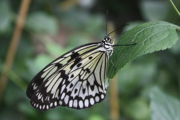 Naturospace Honfleur by null