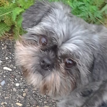 Branson Pet Resort - ChaCha likes to stay here. She says "Woof!" - Pet Training Near Me - Branson, Missouri Branson Pet Resort - ChaCha likes to stay here. She says "Woof!" - Pet Training Near Me - Branson, Missouri