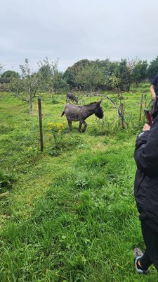 Vagabond Tours of Ireland by null