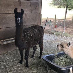 Crafdal Farm Alpacas