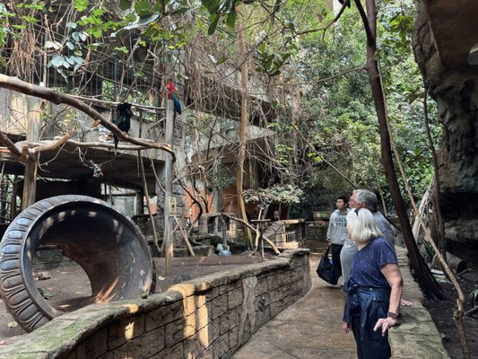 Bird Kingdom by null