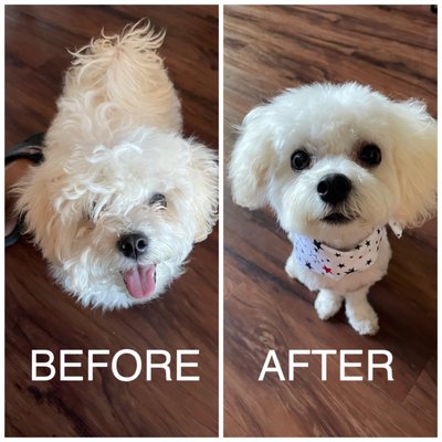 Santa Paws is Coming to Town! Book Your Holiday Appointment Today! - We got you covered this holiday season! Appointments available. Come drop in at our new location in Burbank or schedule over the phone! We can't wait to make you apart of the furry family!