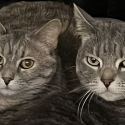 Furry Friends Refuge - Cats