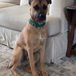 Mary's Dogs Rescue & Adoption - Mr G.