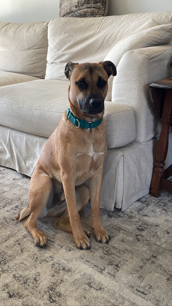 Mary's Dogs Rescue & Adoption Image