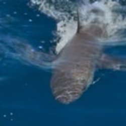 Hook and Sun Fishing Charters - The Shark!