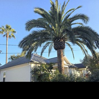 Rudy’s Tree Service - They trimmed both the palm trees in this picture. - Tree Services Near Me Rudy’s Tree Service - They trimmed both the palm trees in this picture. - Tree Services Near Me