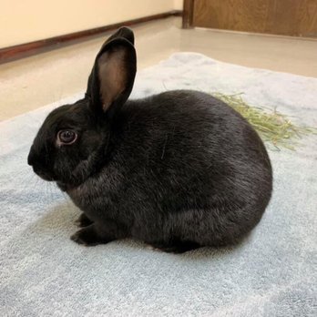 Brandner Veterinary Hospital - Handsome getting the best care at Brandner Veterinary Hospital - Veterinarians Near Me - Petaluma, California Brandner Veterinary Hospital - Handsome getting the best care at Brandner Veterinary Hospital - Veterinarians Near Me - Petaluma, California