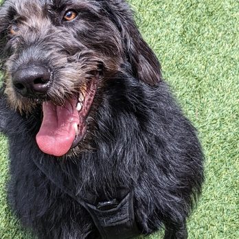 Super Paws Houston - Our Goldendoodle is not very golden . Proof of life updates via Instagram/Facebook stories - Pet Groomers Near Me - Houston, Texas Super Paws Houston - Our Goldendoodle is not very golden . Proof of life updates via Instagram/Facebook stories - Pet Groomers Near Me - Houston, Texas