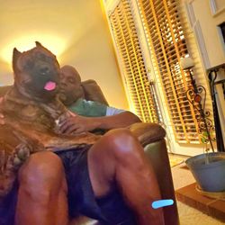 Bed And Bone Boarding & Grooming - Dad and Tiger!! Big boy!!!
