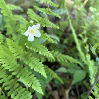 Carley State Park - Wildflowers and ferns - Parks Near Me - Plainview, Minnesota Carley State Park - Wildflowers and ferns - Parks Near Me - Plainview, Minnesota