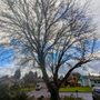 Alwynn Tree Service