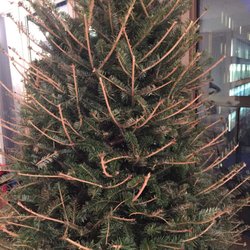 Christmas Trees In Natick Yelp