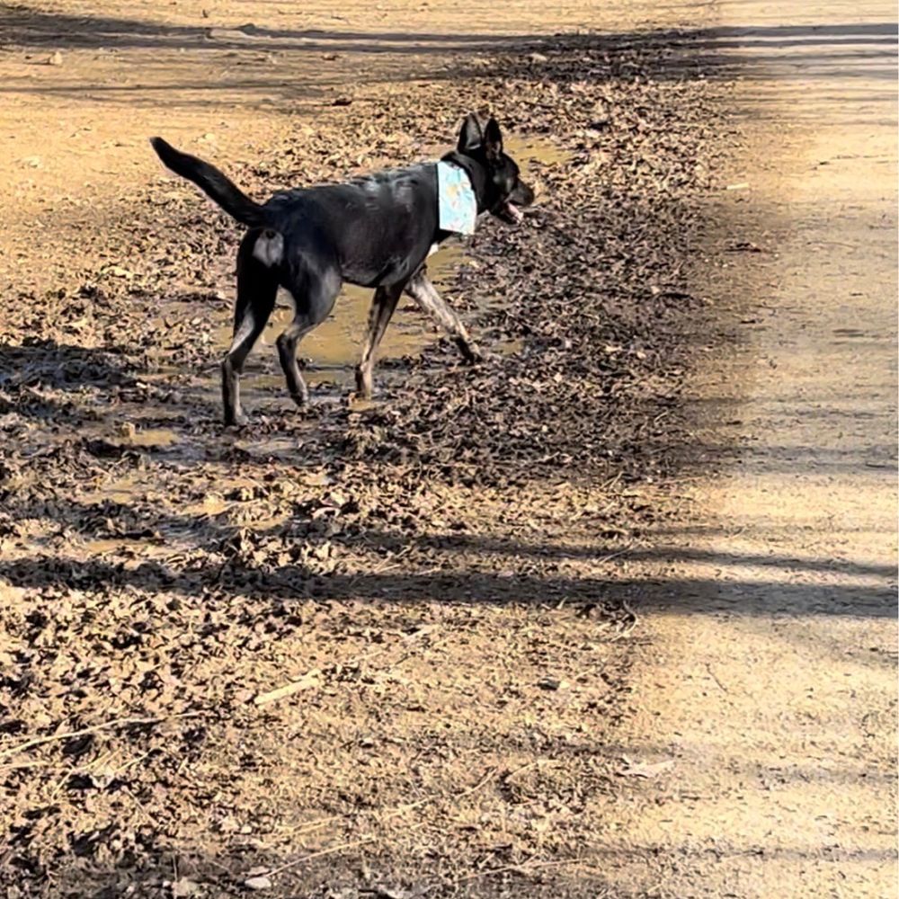 My pup enjoying the mud! My pup enjoying the mud!