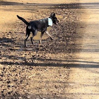 Shirlington Dog Park - My pup enjoying the mud! - Dog Parks Near Me - Arlington, Virginia Shirlington Dog Park - My pup enjoying the mud! - Dog Parks Near Me - Arlington, Virginia