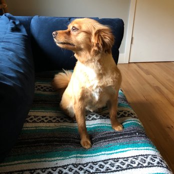 bonnie's dog & cat grooming