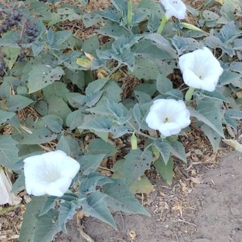 McHenry Recreation Area - Campgrounds Near Me - Escalon, California