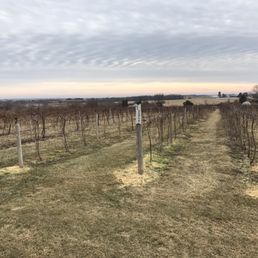 Massbach Ridge vines. Massbach Ridge vines.