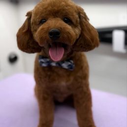 Happy puppy Happy puppy