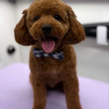 Bark Barber - Happy puppy - Pet Groomers Near Me Bark Barber - Happy puppy - Pet Groomers Near Me