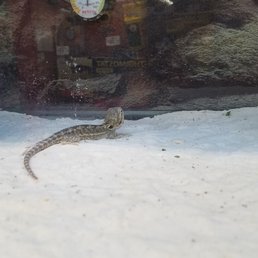 Calcium sand and the low end of bearded dragon's temperature requirement. Is this the highest it gets?