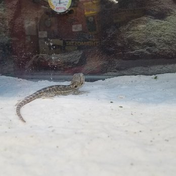 Petco - Calcium sand and the low end of bearded dragon's temperature requirement. Is this the highest it gets? - Pet Stores Near Me - Concord, New Hampshire