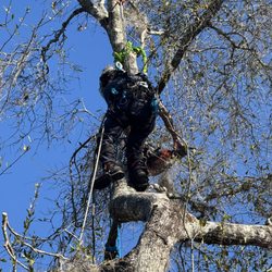 Elite Tree Surgeons 