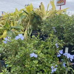 Houston Garden Center