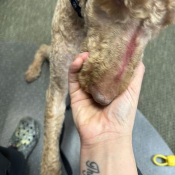 PetSmart - Hurt puppy - Pet Training Near Me - Charlottesville, Virginia PetSmart - Hurt puppy - Pet Training Near Me - Charlottesville, Virginia