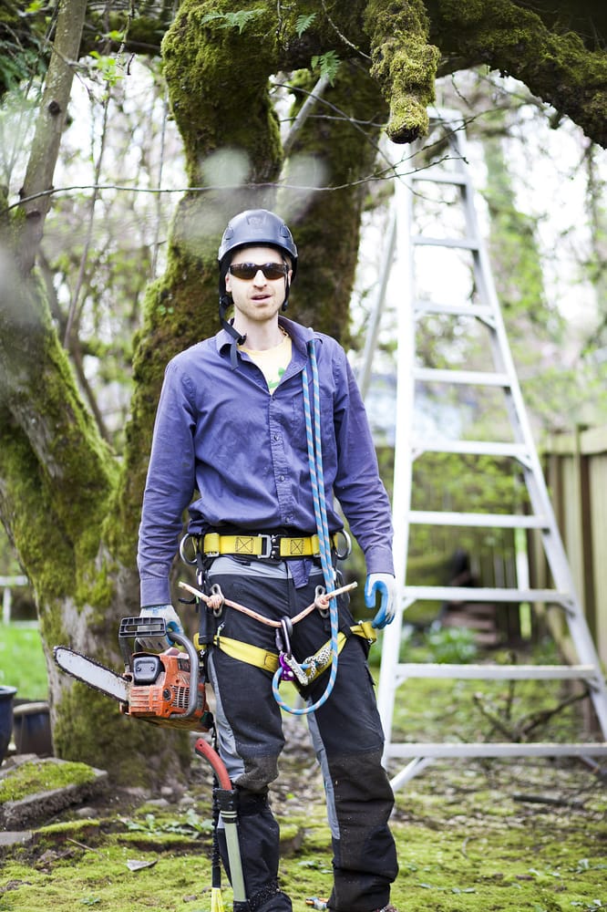 First Leaf Design & Tree Care - tree service in Seattle, WA