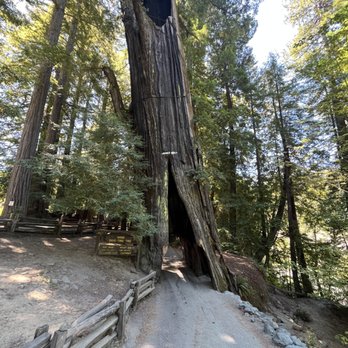 Shrine Drive Thru Tree - Landmarks & Historical Buildings Near Me - Meyers Flat, California