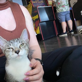 The Catcade - Animal Shelters Near Me - Chicago, Illinois