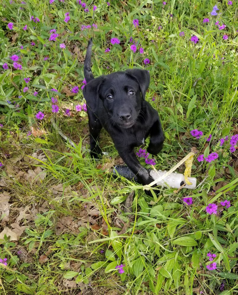 Cross Creek Kennel