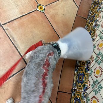 G G Grooming - Pet Groomers Near Me - Garden Grove, California