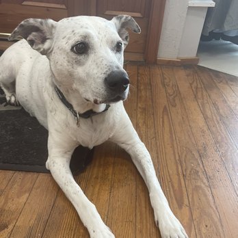 Outer Banks Distilling - The most perfect distillery pup! - Distilleries Near Me - Manteo, North Carolina Outer Banks Distilling - The most perfect distillery pup! - Distilleries Near Me - Manteo, North Carolina