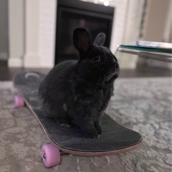 Cal Skate Skateboards - My bunny taking my new skateboard for a ride