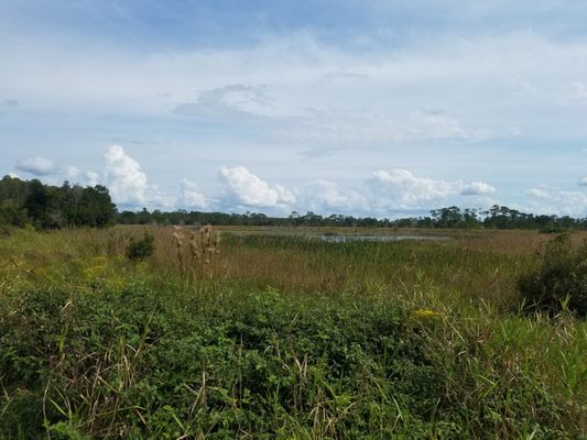 The Nature Conservancy's Disney Wilderness Preserve by null