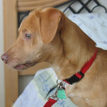 Paws, Whiskers, & Wags - A picture of my deceased dog, Mac. - Pet Cremation Services Near Me - Decatur, Georgia Paws, Whiskers, & Wags - A picture of my deceased dog, Mac. - Pet Cremation Services Near Me - Decatur, Georgia