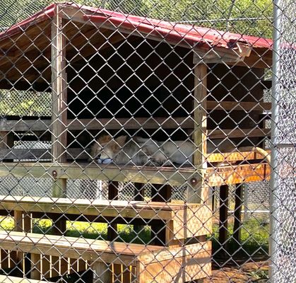 The Catty Shack Ranch Wildlife Sanctuary by null