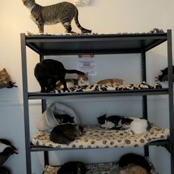 Cat Nap Hangout - Quiet room kitties