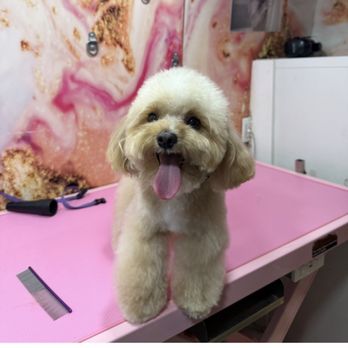 Pawradise Mobile Grooming - Pet Groomers Near Me