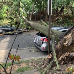 Adam’s Tree Service - Adam's Tree Service