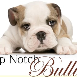 Top Notch Bullies - Topnotch-Bullies, Amber Rosenbaugh Missouri English bulldog Breeder